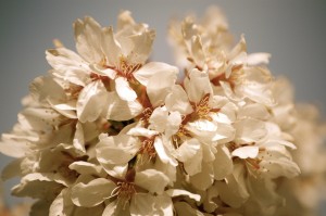 Flower Mix 17